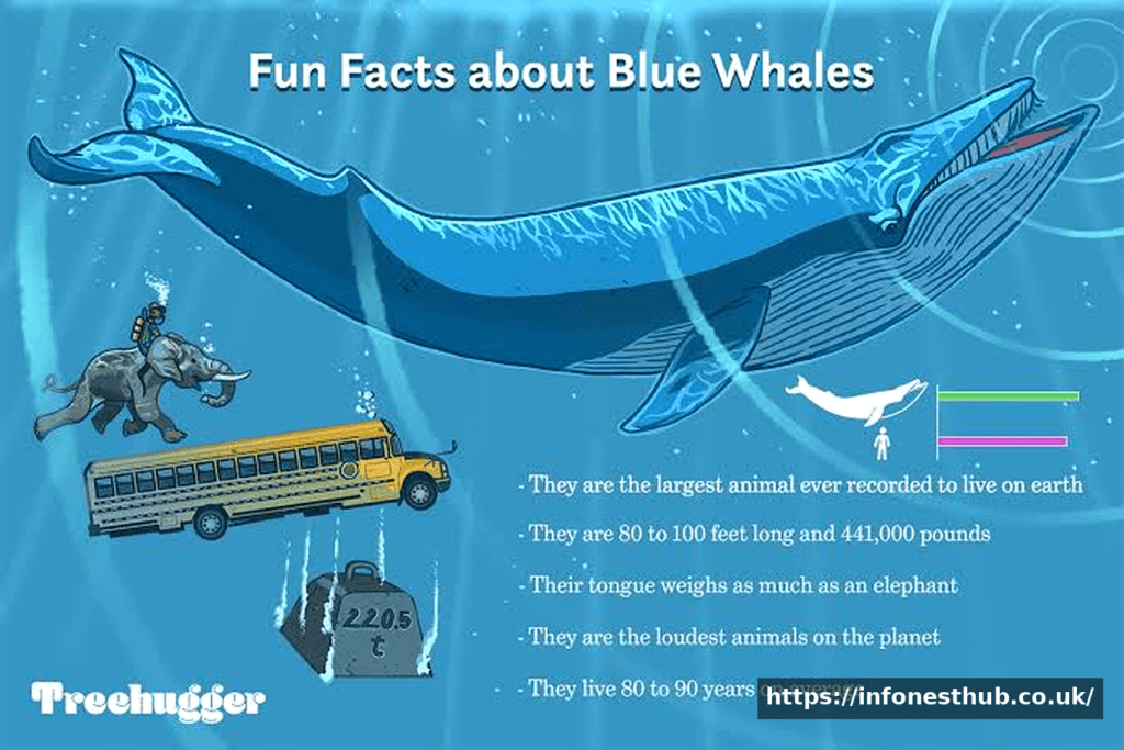 The Blue Whale: The World’s Largest Animal on Earth The Blue Whale